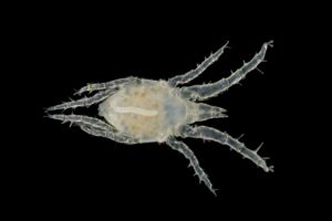 Acarien Soldanellonyx chappuisi - Chatelus-le-Marcheix, 23 (© J.-F. CART)