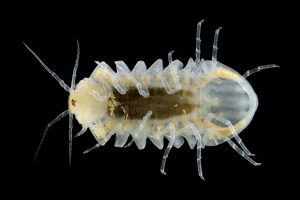 Caecosphaeroma burgundum rupisfucaldi (© J.-F. CART / SEPANSO)
