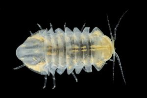 Caecosphaeroma burgundum rupisfucaldi (© J.-F. CART / SEPANSO)