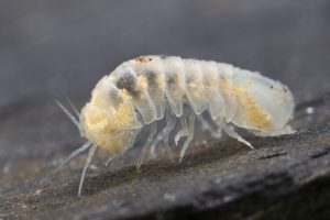 Caecosphaeroma burgundum rupisfucaldi (© J.-F. CART / SEPANSO)
