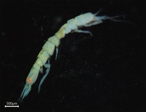 Crustace Stenasellus (Photo : © J. Bonifait)