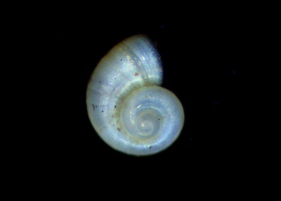 Mollusque Islamia sp. (photo F. Lefebvre - PCN)