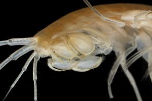 Photo de Niphargus, crustacé amphipode. Photo de J.-F. CART / SEPANSO.