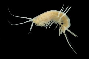 Photo de Niphargus, crustacé amphipode. (© J.-F. CART / SEPANSO)
