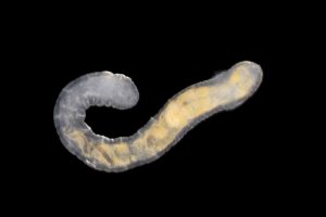 Oligochaeta - Chatelus-le-Marcheix, 23 (© J.-F. CART / SEPANSO)