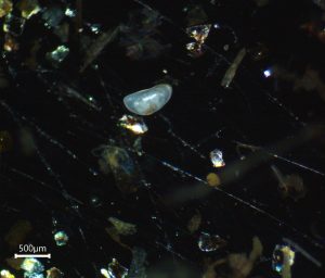 Ostracode Candonopsis sp. nov., Hyporhéique du Vianon,19 (© J. Bonifait, 14 déc. 2021)