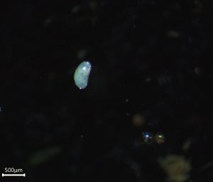 Ostracode Pseudocandona B., Puits-des-Courteix, 19 (© J. Bonifait, 10 mars 2022)