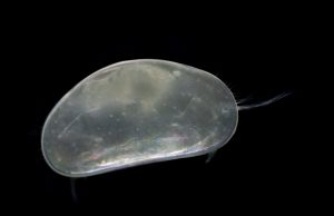 Ostracode Pseudocandona sp. B - Chatelus-le-Marcheix, 23 (© J.-F. CART / SEPANSO, 27 fév. 2024)