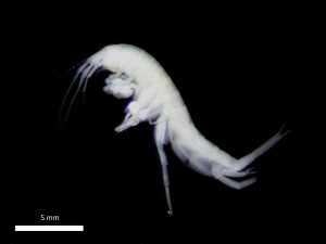 Crustacé Niphargus sp. (© F. Lefebvre / SEPANSO)