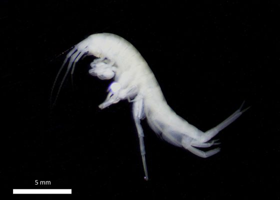 Crustacé Niphargus sp. (© F. Lefebvre / SEPANSO)