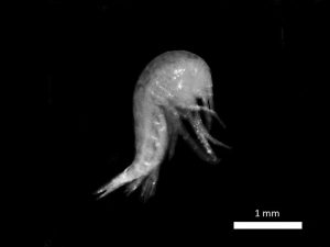 Crustacé Salentinella sp. (© F. Lefebvre / SEPANSO)