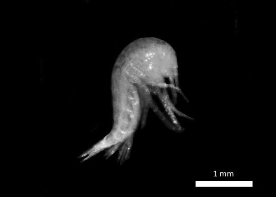 Crustacé Salentinella sp. (© F. Lefebvre / SEPANSO)