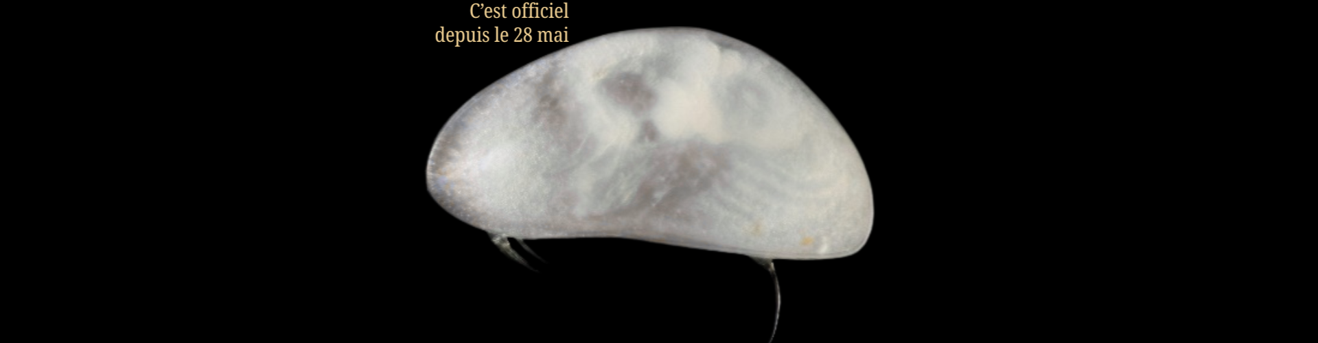 Nouvelle espèce Candonopsis danilucae programme stygofaune