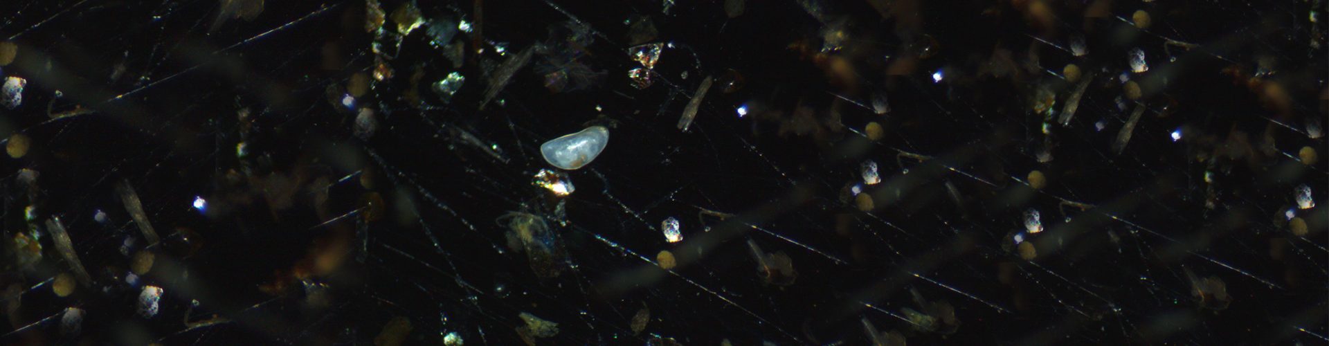 Ostracode - Programme Stygofaune - Sepanso Aquitaine