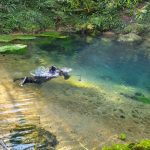 Plongée subaquatique ou spéléoplongée dans une vasque d’eau, résurgence de la source karstique du Sorpt (commune de Chasteaux, 19)